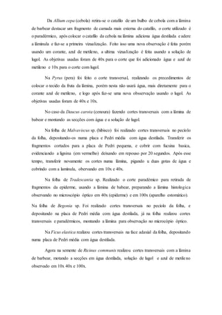 Da Allium cepa (cebola) retira-se o catafilo de um bulbo de cebola com a lâmina
de barbear destacar um fragmento de camada mais externa do catafilo, o corte utilizado é
o paradérmico, após colocar o catafilo da cebola na lâmina adiciona água destilada e adere
a lâminula e faz-se a primeira vizualização. Feito isso uma nova observação é feita porém
usando um corante, azul de metileno, a ultima vizualização é feita usando a solução de
lugol. As objetivas usadas foram de 40x para o corte que foi adicionado água e azul de
metileno e 10x para o corte com lugol.
Na Pyrus (pera) foi feito o corte transversal, realizando os precedimentos de
colocar o tecido da fruta da lâmina, porém nesta não usará água, mais diretamente para o
corante azul de metileno, e logo após faz-se uma nova obsservação usando o lugol. As
objetivas usadas foram de 40x e 10x.
No caso da Daucus carota (cenoura) fazendo cortes transversais com a lâmina de
babear e montando as secções com água e a solução de lugol.
Na folha de Malvaviscus sp. (hibisco) foi realizado cortes transversais no pecíolo
da folha, depositando-os numa placa e Pedri média com água destilada. Transferir os
fragmentos cortados para a placa de Pedri pequena, e cobrir com fucsina basica,
evidenciando a lignina (em vermelho) deixando em repouso por 20 segundos. Após esse
tempo, transferir novamente os cortes numa lâmina, pigando u duas gotas de água e
cobrindo com a lamínula, obervando em 10x e 40x.
Na folha de Tradescantia sp. Realizado o corte paradémico para retirada de
fragmentos da epiderme, usando a lâmina de babear, preparando a lâmina histologica
observando no microscópio óptico em 40x (epiderme) e em 100x (aparelho estomático).
Na folha de Begonia sp. Foi realizado cortes transversais no pecíolo da folha, e
depositando na placa de Pedri média com água destilada, já na folha realizou cortes
transversais e paradérmicos, montando a lâmina para observação no microcópio óptico.
Na Ficus elastica realizou cortes transversais na face adaxial da folha, depositando
numa placa de Pedri média com água destilada.
Agora na semente de Ricinus communis realizou cortes transversais com a lâmina
de barbear, motando a secções em água destilada, solução de lugol e azul de metileno
observado em 10x 40x e 100x.
 