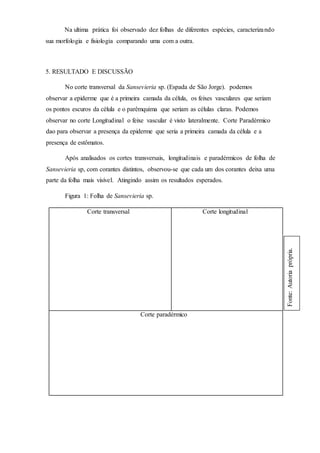 Na ultima prática foi observado dez folhas de diferentes espécies, caracterizando
sua morfologia e fisiologia comparando uma com a outra.
5. RESULTADO E DISCUSSÃO
No corte transversal da Sansevieria sp. (Espada de São Jorge). podemos
observar a epiderme que é a primeira camada da célula, os feixes vasculares que seriam
os pontos escuros da célula e o parêmquima que seriam as células claras. Podemos
observar no corte Longitudinal o feixe vascular é visto lateralmente. Corte Paradérmico
dao para observar a presença da epiderme que seria a primeira camada da célula e a
presença de estômatos.
Após analisados os cortes transversais, longitudinais e paradérmicos de folha de
Sansevieria sp, com corantes distintos, observou-se que cada um dos corantes deixa uma
parte da folha mais visível. Atingindo assim os resultados esperados.
Figura 1: Folha de Sansevieria sp.
Corte transversal Corte longitudinal
Corte paradérmico
Fonte:Autoriaprópria.
 