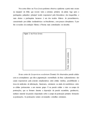 Nos cortes feitos na Ficus lyrata podemos observa a epiderme a parte mais escura
na marginal da folha que reveste toda a estrutura primária da planta logo após o
parênquima paliçádico principal tecido responsável pela fotossíntese dos traqueófitas e
mais abaixo o parênquima lacunoso é um dos tecidos foliares de preenchimento,
caracterizado por células isodiamétricas ou braciformes, com poucos cloroplastos. E por
fim os tecidos de condução Xilema e Floema mais centralizados no desenho.
Figura 2: na Ficus lyrata.
Já nos cortes de Licopersicon esculentum (Tomate) foi observadoa parede celular
com os cromoplatstos que dão a pigmentação avermelhada da fruta e plasmodermos são
canais responsáveis pela conexão citoplasmática entre células vizinhas, possibilitando a
troca de moléculas de informação, funcionais, estruturais ou ainda de xenobióticos entre
as células pertencentes a um mesmo grupo. E na parede celular e visto os campo de
pontoações, que se formam durante a deposição da parede secundária, geralmente,
nenhum material de parede é depositado sobre o campo de pontoação primário formando
as pontoações. As pontoações variam em tamanho e detalhes estruturais.
Fonte:Autoriaprópria.
 