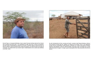 No sítio Tingui, no município de Monteiro, mora o criador Francisco de Assis Leite da Cruz. Ele tem   No sítio Cachoeirinha de Cima, município de Sumé, o produtor José Patriota Alcântara, informou
que se deslocar para Boa Vista, a 140 quilômetros do lugar onde mora, à busca de mandacaru            que já perdeu 56 reses este ano, restando um rebanho de 40 animais. Viúvo e com deficiência
que será usado na alimentação do rebanho de 26 vacas. O produtor pega os cactos que ficam na          na fala, ele toca a propriedade, de 950 hectares, juntamete com o amigo José Severino Andrade.
beira da estrada; revela que perdeu toda a palma que plantou, por causa da seca e da praga da         Segundo José Severino, a seca de 1993 foi grande, “mas essa tá pior”. Ele alega que na outra
cochonilha. “Eu também tenho que comprar ração, complementada com os cactos para alimentar            ainda havia palma forrageira, na região: agora as plantações foram destruídas pela cochonilha do
os animais”, disse.                                                                                   carmim.
 