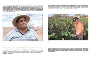 Um veterinário e criador do município de Sumé, Wandson Braz, também sofre com os problemas             José Carlos Marinho, produtor do sítio São José, em Soledade, tem um pequeno rebanho leiteiro.
da seca; reclama que as políticas publicas não são específicas para o semi-árido. “Essa região         Para sustentar os animais, compra ração e complementa com coroa de frade, um cacto típico da
precisa, principalmente, de subsídios. Hoje, os criadores têm muitas dividas rurais, junto as insti-   caatinga. Ele ainda mantém um pequeno plantio de palma forrageira, foi feito há dois anos, mas
tuições financeiras; as políticas de crédito não são compatíveis. De acordo com um trabalho da         que está murchando devido a falta de água e da cochonilha do carmim.
Fundação Getúlio Vargas, 45% dos encargos das dívidas dos produtores rurais do Nordeste são
ilegais, então existem 5 mil agricultores no semiárido, já executados em juízo, prester a perder
suas propriedades”, denuncia.




Ele alerta, também, para o processo de desertificação do semiárido; aponta, entre outros fatores,      A parte atingida ele arrancou; logo alimentou o gado, mas voltou a descobrir plantas atacadas pela
o desmatamento para uso de lenha, e a implantação desordenada de pastagens com capim buffel.           praga. “Vou arrancar as plantas imediatamente e dar ao gado, antes que perca tudo”, contou. Seg-
“Não sou contra o uso dessa gramínea, mas os cultivos estão sendo feitos com desmatamentos             undo o produtor, o açude do sítio secou; agora ele “compra água a R$ 60 a carrada”, para a família
grosseiros, queimadas e uso de herbicidas. Isso está destruindo a caatinga. O bioma caatinga é         e para os animais.
sensível, e muito rico, mas precisa de socorro imediato, por que o processo de degradação é
acelerado”, afirma Braz.
 