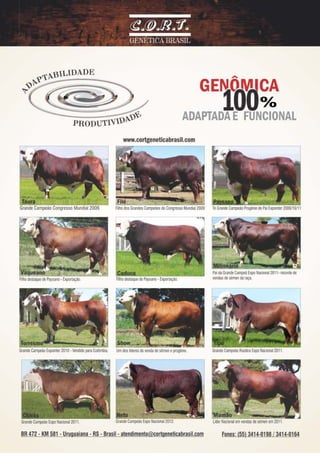 Relatorio+de+avaliaçao+genetica+pampa plus+embrapa+2012