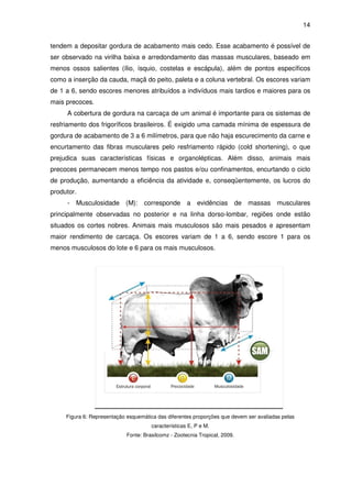 14


tendem a depositar gordura de acabamento mais cedo. Esse acabamento é possível de
ser observado na virilha baixa e arredondamento das massas musculares, baseado em
menos ossos salientes (ílio, ísquio, costelas e escápula), além de pontos específicos
como a inserção da cauda, maçã do peito, paleta e a coluna vertebral. Os escores variam
de 1 a 6, sendo escores menores atribuídos a indivíduos mais tardios e maiores para os
mais precoces.
     A cobertura de gordura na carcaça de um animal é importante para os sistemas de
resfriamento dos frigoríficos brasileiros. É exigido uma camada mínima de espessura de
gordura de acabamento de 3 a 6 milímetros, para que não haja escurecimento da carne e
encurtamento das fibras musculares pelo resfriamento rápido (cold shortening), o que
prejudica suas características físicas e organolépticas. Além disso, animais mais
precoces permanecem menos tempo nos pastos e/ou confinamentos, encurtando o ciclo
de produção, aumentando a eficiência da atividade e, conseqüentemente, os lucros do
produtor.
     -   Musculosidade (M):         corresponde a evidências                 de massas musculares
principalmente observadas no posterior e na linha dorso-lombar, regiões onde estão
situados os cortes nobres. Animais mais musculosos são mais pesados e apresentam
maior rendimento de carcaça. Os escores variam de 1 a 6, sendo escore 1 para os
menos musculosos do lote e 6 para os mais musculosos.




     Figura 6: Representação esquemática das diferentes proporções que devem ser avaliadas pelas
                                       características E, P e M.
                             Fonte: Brasilcomz - Zootecnia Tropical, 2009.
 