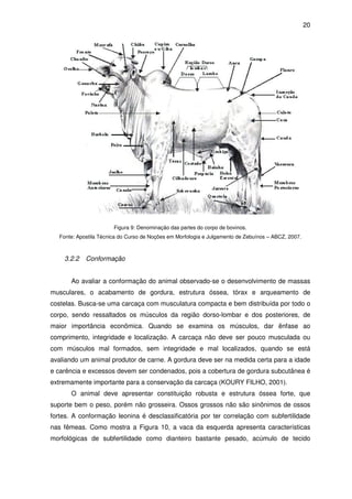 20




                        Figura 9: Denominação das partes do corpo de bovinos.
   Fonte: Apostila Técnica do Curso de Noções em Morfologia e Julgamento de Zebuínos – ABCZ, 2007.



     3.2.2   Conformação


       Ao avaliar a conformação do animal observado-se o desenvolvimento de massas
musculares, o acabamento de gordura, estrutura óssea, tórax e arqueamento de
costelas. Busca-se uma carcaça com musculatura compacta e bem distribuída por todo o
corpo, sendo ressaltados os músculos da região dorso-lombar e dos posteriores, de
maior importância econômica. Quando se examina os músculos, dar ênfase ao
comprimento, integridade e localização. A carcaça não deve ser pouco musculada ou
com músculos mal formados, sem integridade e mal localizados, quando se está
avaliando um animal produtor de carne. A gordura deve ser na medida certa para a idade
e carência e excessos devem ser condenados, pois a cobertura de gordura subcutânea é
extremamente importante para a conservação da carcaça (KOURY FILHO, 2001).
       O animal deve apresentar constituição robusta e estrutura óssea forte, que
suporte bem o peso, porém não grosseira. Ossos grossos não são sinônimos de ossos
fortes. A conformação leonina é desclassificatória por ter correlação com subfertilidade
nas fêmeas. Como mostra a Figura 10, a vaca da esquerda apresenta características
morfológicas de subfertilidade como dianteiro bastante pesado, acúmulo de tecido
 