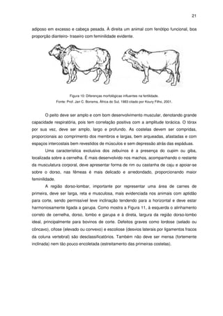 21


adiposo em excesso e cabeça pesada. À direita um animal com fenótipo funcional, boa
proporção dianteiro- traseiro com feminilidade evidente.




                         Figura 10: Diferenças morfológicas influentes na fertilidade.
                Fonte: Prof. Jan C. Bonsma, África do Sul, 1983 citado por Koury Filho, 2001.



       O peito deve ser amplo e com bom desenvolvimento muscular, denotando grande
capacidade respiratória, pois tem correlação positiva com a amplitude torácica. O tórax
por sua vez, deve ser amplo, largo e profundo. As costelas devem ser compridas,
proporcionais ao comprimento dos membros e largas, bem arqueadas, afastadas e com
espaços intercostais bem revestidos de músculos e sem depressão atrás das espáduas.
       Uma característica exclusiva dos zebuínos é a presença do cupim ou giba,
localizada sobre a cernelha. É mais desenvolvido nos machos, acompanhando o restante
da musculatura corporal, deve apresentar forma de rim ou castanha de caju e apoiar-se
sobre o dorso, nas fêmeas é mais delicado e arredondado, proporcionando maior
feminilidade.
       A região dorso-lombar, importante por representar uma área de carnes de
primeira, deve ser larga, reta e musculosa, mais evidenciada nos animais com aptidão
para corte, sendo permissível leve inclinação tendendo para a horizontal e deve estar
harmoniosamente ligada a garupa. Como mostra a Figura 11, à esquerda o alinhamento
correto de cernelha, dorso, lombo e garupa e à direta, largura da região dorso-lombo
ideal, principalmente para bovinos de corte. Defeitos graves como lordose (selado ou
côncavo), cifose (elevado ou convexo) e escoliose (desvios laterais por ligamentos fracos
da coluna vertebral) são desclassificatórios. Também não deve ser mensa (fortemente
inclinada) nem tão pouco encoletada (estreitamento das primeiras costelas).
 