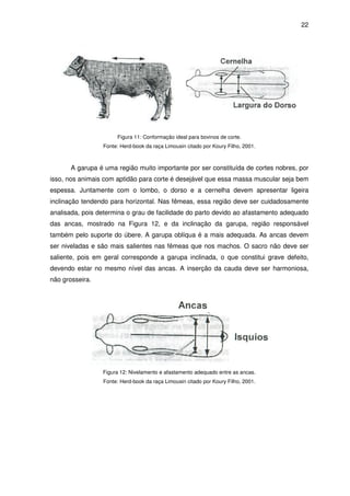 22




                      Figura 11: Conformação ideal para bovinos de corte.
                 Fonte: Herd-book da raça Limousin citado por Koury Filho, 2001.



       A garupa é uma região muito importante por ser constituída de cortes nobres, por
isso, nos animais com aptidão para corte é desejável que essa massa muscular seja bem
espessa. Juntamente com o lombo, o dorso e a cernelha devem apresentar ligeira
inclinação tendendo para horizontal. Nas fêmeas, essa região deve ser cuidadosamente
analisada, pois determina o grau de facilidade do parto devido ao afastamento adequado
das ancas, mostrado na Figura 12, e da inclinação da garupa, região responsável
também pelo suporte do úbere. A garupa oblíqua é a mais adequada. As ancas devem
ser niveladas e são mais salientes nas fêmeas que nos machos. O sacro não deve ser
saliente, pois em geral corresponde a garupa inclinada, o que constitui grave defeito,
devendo estar no mesmo nível das ancas. A inserção da cauda deve ser harmoniosa,
não grosseira.




                 Figura 12: Nivelamento e afastamento adequado entre as ancas.
                 Fonte: Herd-book da raça Limousin citado por Koury Filho, 2001.
 