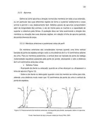 23


    3.2.3    Aprumos


       Define-se como aprumos a direção normal dos membros em toda a sua extensão,
ou em particular das suas diferentes regiões de forma a sustentar solidamente o corpo
animal e permitir o seu deslocamento fácil. Defeitos graves de aprumos comprometem
além da longevidade dos animais, o ato de monta para os machos e a capacidade de
suportar a cobertura pela fêmea. A avaliação deve ser feita examinando a direção dos
membros ou situação das suas diversas regiões, em relação à linha de aprumo partindo
de pontos diversos do corpo.


       3.2.3.1 Membros anteriores e posteriores vistos de perfil


       Os membros anteriores são considerados normais quando uma linha vertical
baixada da ponta da espádua atinge o solo a uma distância de 5 a 10 centímetros adiante
da unha. Para os membros posteriores, a vertical deve ser baixada da ponta da nádega
(tuberosidade isquiática) passando pela ponta do jarrete, alcançando o solo a distância
de 5 a 8 centímetros atrás das unhas.
                Defeitos Totais
       - Acampado de diante ou estacado: quando as unhas alcançam ou ultrapassam a
linha de aprumo (Figura 13).
       - Sobre si de diante ou debruçado: quando o eixo do membro se inclina para trás,
obtendo uma distância muito maior que 10 centímetros da ponta da unha à vertical da
ponta da espádua.




Figura 13: Posicionamento de membros anteriores, da esquerda para direita: acampado, sobre si e aprumos
                                               corretos.
                    Fonte: Herd-book da raça Limousin citado por Koury Filho, 2001.
 