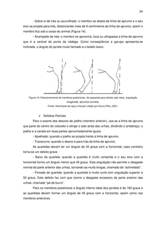 24


       - Sobre si de trás ou acurvilhado: o membro se afasta da linha de aprumo e o seu
eixo se projeta para trás, distanciando mais de 8 centímetros da linha de aprumo, assim o
membro fica sob o corpo do animal (Figura 14).
       - Acampado de trás: o membro se aproxima, toca ou ultrapassa a linha de aprumo
que é a vertical da ponta da nádega. Como conseqüência a garupa apresenta-se
inclinada, o ângulo do jarrete muito fechado e o boleto baixo.




    Figura 14: Posicionamento de membros posteriores, da esquerda para direita: pés retos, angulação
                                     exagerada, aprumos corretos.
                    Fonte: Herd-book da raça Limousin citado por Koury Filho, 2001.



                Defeitos Parciais
       Para o exame dos desvios de joelho (membro anterior), usa-se a linha de aprumo
que parte do centro do cotovelo e atinge o solo atrás das unhas, dividindo o antebraço, o
joelho e a canela em duas partes aproximadamente iguais.
       - Ajoelhado: quando o joelho se projeta frente à linha de aprumo.
       - Transcurvo: quando o desvio é para trás da linha de aprumo.
       As quartelas devem ter um ângulo de 45 graus com a horizontal, caso contrário
torna-se um defeito grave.
       - Baixo de quartela: quando a quartela é muito comprida e o seu eixo com a
horizontal forma um ângulo menor que 45 graus. Esta angulação não permite o desgaste
normal da parte anterior das unhas, tornando-as muito longas, chamado de “achinelado”.
       - Fincado de quartela: quando a quartela é muito curta com angulação superior a
50 graus. Este defeito faz com que ocorra o desgaste excessivo da parte anterior das
unhas, chamado “pé de burro”.
       Para os membros posteriores o ângulo interno ideal dos jarretes é de 160 graus e
as quartelas devem formar um ângulo de 45 graus com a horizontal, assim como nos
membros anteriores.
 