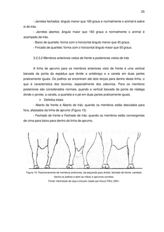 25


        - Jarretes fechados: ângulo menor que 160 graus e normalmente o animal é sobre
si de trás.
        - Jarretes abertos: ângulo maior que 160 graus e normalmente o animal é
acampado de trás.
        - Baixo de quartela: forma com o horizontal ângulo menor que 45 graus.
        - Fincado de quartela: forma com o horizontal ângulo maior que 50 graus.


        3.2.3.2 Membros anteriores vistos de frente e posteriores vistos de trás


        A linha de aprumo para os membros anteriores visto de frente é uma vertical
baixada da ponta da espádua que divide a antebraço e a canela em duas partes
praticamente iguais. Os joelhos se encontram até dois terços para dentro desta linha, o
que é característica dos bovinos, especialmente dos zebuínos. Para os membros
posteriores são considerados normais, quando a vertical baixada da ponta da nádega
divide o jarrete, a canela, a quartela e o pé em duas partes praticamente iguais.
                 Defeitos totais
        - Aberto de frente e Aberto de trás: quando os membros estão desviados para
fora, afastados da linha de aprumo (Figura 15).
        - Fechado de frente e Fechado de trás: quando os membros estão convergentes
de cima para baixo para dentro da linha de aprumo.




  Figura 15: Posicionamento de membros anteriores, da esquerda para direita: fechado de frente, cambaio
                          (fecha os joelhos e abre as mãos) e aprumos corretos.
                     Fonte: Herd-book da raça Limousin citado por Koury Filho, 2001.
 