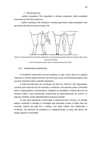 26


                 Desvios parciais:
        - Joelhos arqueados, Pés arqueados e Jarretes arqueados: estão projetados
muito para fora da linha de aprumo.
        - Joelhos cambaios, Pés cambaios e Jarretes ganchudos: estão projetados muito
para dentro da linha de aprumo (Figura 16).




Figura 16: Posicionamento de membros posteriores, da esquerda para direita: fecha os jarretes e abre os pés
                                           e aprumos corretos.
                     Fonte: Herd-book da raça Limousin citado por Koury Filho, 2001.



     3.2.4    Características reprodutivas


        O dimorfismo sexual deve ser bem evidente, ou seja, macho deve ter o aspecto
masculino e a fêmea aspecto feminino, de forma que o sexo do animal fique explícito sem
que seja necessário olhar o aparelho reprodutivo.
        A bolsa escrotal deve ser constituída de pele fina, flexível e bem pigmentada,
contendo dois testículos de bom tamanho e simétricos, não devendo possuir anomalias
como o criptorquidismo, monorquidismo, hipoplasia ou hiperplasia. A bainha deve ser de
tamanho médio e bem direcionada, proporcional ao desenvolvimento do animal e o
prepúcio recolhido, sendo desclassificatório prepúcio relaxado.
        A vulva deve apresentar conformação e desenvolvimento normais, em posição
oblíqua, facilitando a cobrição e a drenagem das secreções e fezes. O úbere deve ser
funcional, coberto por pele fina e sedosa, com tetas médias, bem distribuídas e
simétricas, não devendo ser penduloso ou subdesenvolvido, as tetas não devem ser
longas, grossas ou atrofiadas.
 