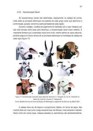 27


    3.2.5    Caracterização Racial


       As características raciais são observadas, basicamente na cabeça do animal,
onde estão as principais diferenças nos padrões de cada grupo racial, que determina a
conformação, posição, tamanho e particularidades de cada região.
       Durante o estágio, a prática de julgamento foi realizada com a raça Tabapuã, por
isso será tomada como base para descrever a caracterização racial nesse relatório. É
importante lembrar que a expressão racial varia muito, mesmo dentre as raças zebuínas,
portanto segue em anexo (Anexo B) as principais diferenças na morfologia da cabeça de
cada raça (Figura 17).




  Figura 17: Caracterização racial das raças zebuínas: Brahman (1), Cangaian (2), Gir (3), Indubrasil (4),
                              Nelore (5), Sindi (6), Guzerá (7), Tabapuã (8).
  Fonte: Apostila Técnica do Curso de Noções em Morfologia e Julgamento de Zebuínos da ABCZ, 2007.



       A cabeça deve ser de largura e comprimento médios, em forma de ogiva. Nos
machos deve ser mais curta e larga enquanto que nas fêmeas, mais comprida e estreita.
Assim como em outras raças, cabeças pesadas ou assimétricas são desclassificatórias.
 