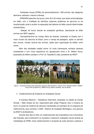 41


          - Avaliações visuais (EPMU) de aproximadamente 1.000 animais, das categorias
desmama, sobreano, machos e fêmeas;
          - EPMURAS descritivo de touros, entre 30 a 33 meses, que serão comercializados
em leilão, com a finalidade de identificar possíveis problemas de aprumos ou de
caracterização racial e auxiliar na separação das baterias do leilão usando determinadas
características;
          - Seleção de touros através de avaliações genéticas, descartando do leilão
animais com MGT negativo;
          - Acompanhamento do manejo diário da fazenda, localizada no Estado com o
maior número de zebuínos do Brasil, como o manejo de pastagens, ações no período
sem chuvas, manejo racional dos animais, ações para organização de leilões, entre
outras.
          Além das atividades citadas acima, foi muito interessante conhecer pessoas
competentes e com muita experiência em agropecuária como o Sr. William Koury,
proprietário do Nelore Jandaia e o Prof. Dr. Raysildo B. Lôbo, presidente da ANCP.




Figura 1: Fazenda Kuluene (foto esquerda); Augusto (Alta Genetics), Juliana, Prof. Raysildo (ANCP), William
                 Koury Filho (brasilcomz), William Koury (Nelore Jandaia), foto da direita.



   3      Credenciamento de Criadores em Avaliações Visuais


          A empresa Rebanho – Assistência Veterinária, localizada na cidade de Campo
Grande – Mato Grosso do Sul, responsável pelo antigo Progenel, teve a iniciativa de
reunir um grupo de criadores de zebuínos interessados em participar de um programa de
melhoramento, para conhecer o SAM - Sistema de Avaliação Morfológica, uma parceria
da ANCP e da Brasilcomz.
          Durante dois dias foi feito um credenciamento dos proprietários e/ou funcionários
das fazendas, para conhecerem os conceitos e realizarem avaliações visuais através da
metodologia do EPMU. Esse credenciamento é composto de aulas teóricas e práticas e
 