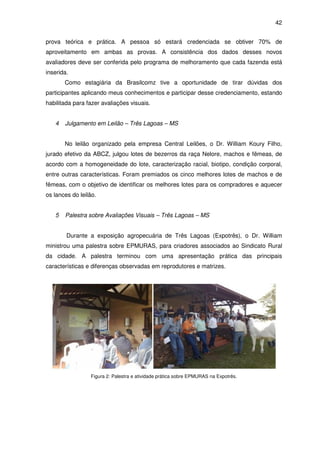 42


prova teórica e prática. A pessoa só estará credenciada se obtiver 70% de
aproveitamento em ambas as provas. A consistência dos dados desses novos
avaliadores deve ser conferida pelo programa de melhoramento que cada fazenda está
inserida.
       Como estagiária da Brasilcomz tive a oportunidade de tirar dúvidas dos
participantes aplicando meus conhecimentos e participar desse credenciamento, estando
habilitada para fazer avaliações visuais.


   4   Julgamento em Leilão – Três Lagoas – MS


       No leilão organizado pela empresa Central Leilões, o Dr. William Koury Filho,
jurado efetivo da ABCZ, julgou lotes de bezerros da raça Nelore, machos e fêmeas, de
acordo com a homogeneidade do lote, caracterização racial, biotipo, condição corporal,
entre outras características. Foram premiados os cinco melhores lotes de machos e de
fêmeas, com o objetivo de identificar os melhores lotes para os compradores e aquecer
os lances do leilão.


   5   Palestra sobre Avaliações Visuais – Três Lagoas – MS


        Durante a exposição agropecuária de Três Lagoas (Expotrês), o Dr. William
ministrou uma palestra sobre EPMURAS, para criadores associados ao Sindicato Rural
da cidade. A palestra terminou com uma apresentação prática das principais
características e diferenças observadas em reprodutores e matrizes.




                 Figura 2: Palestra e atividade prática sobre EPMURAS na Expotrês.
 