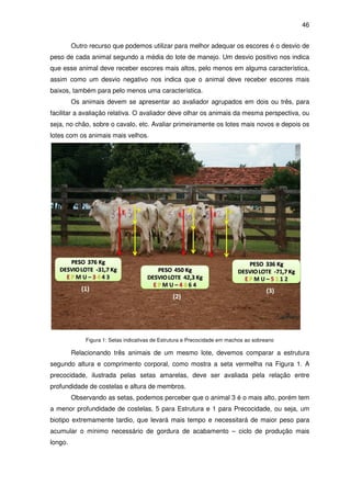 46


         Outro recurso que podemos utilizar para melhor adequar os escores é o desvio de
peso de cada animal segundo a média do lote de manejo. Um desvio positivo nos indica
que esse animal deve receber escores mais altos, pelo menos em alguma característica,
assim como um desvio negativo nos indica que o animal deve receber escores mais
baixos, também para pelo menos uma característica.
         Os animais devem se apresentar ao avaliador agrupados em dois ou três, para
facilitar a avaliação relativa. O avaliador deve olhar os animais da mesma perspectiva, ou
seja, no chão, sobre o cavalo, etc. Avaliar primeiramente os lotes mais novos e depois os
lotes com os animais mais velhos.




             Figura 1: Setas indicativas de Estrutura e Precocidade em machos ao sobreano

         Relacionando três animais de um mesmo lote, devemos comparar a estrutura
segundo altura e comprimento corporal, como mostra a seta vermelha na Figura 1. A
precocidade, ilustrada pelas setas amarelas, deve ser avaliada pela relação entre
profundidade de costelas e altura de membros.
         Observando as setas, podemos perceber que o animal 3 é o mais alto, porém tem
a menor profundidade de costelas, 5 para Estrutura e 1 para Precocidade, ou seja, um
biotipo extremamente tardio, que levará mais tempo e necessitará de maior peso para
acumular o mínimo necessário de gordura de acabamento – ciclo de produção mais
longo.
 