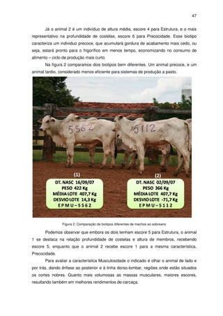 47


       Já o animal 2 é um indivíduo de altura média, escore 4 para Estrutura, e o mais
representativo na profundidade de costelas, escore 6 para Precocidade. Esse biotipo
caracteriza um individuo precoce, que acumulará gordura de acabamento mais cedo, ou
seja, estará pronto para o frigorífico em menos tempo, economizando no consumo de
alimento – ciclo de produção mais curto.
       Na figura 2 comparamos dois biotipos bem diferentes. Um animal precoce, e um
animal tardio, considerado menos eficiente para sistemas de produção a pasto.




                Figura 2: Comparação de biotipos diferentes de machos ao sobreano

       Podemos observar que embora os dois tenham escore 5 para Estrutura, o animal
1 se destaca na relação profundidade de costelas e altura de membros, recebendo
escore 5, enquanto que o animal 2 recebe escore 1 para a mesma característica,
Precocidade.
       Para avaliar a característica Musculosidade o indicado é olhar o animal de lado e
por trás, dando ênfase ao posterior e à linha dorso-lombar, regiões onde estão situados
os cortes nobres. Quanto mais volumosas as massas musculares, maiores escores,
resultando também em melhores rendimentos de carcaça.
 