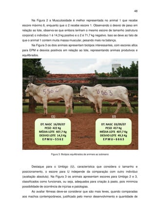 48


       Na Figura 2 a Musculosidade é melhor representada no animal 1 que recebe
escore máximo 6, enquanto que o 2 recebe escore 1. Observando o desvio de peso em
relação ao lote, observa-se que embora tenham o mesmo escore de tamanho (estrutura
                         se                           escore
corporal) o indivíduo 1 é 14,3 kg positivo e o 2 é 71,7 kg negativo. Isso se deve ao fato de
que o animal 1 contem muita massa muscular, pesando mais na balança.
       Na Figura 3 os dois animais apresentam biotipos interessantes, com escores altos
para EPM e desvios positivos em relação ao lote, representando animais produtivos e
equilibrados.




                       Figura 3: Biotipos equilibrados de animais ao sobreano




       Destaque para o Umbigo (U), característica que considera o tamanho e
posicionamento, o escore para U independe da comparação com outro indivíduo
(avaliação absoluta). Na Figura 3 os animais apresentam escores para Umbigo 2 e 3,
classificados como funcionais, ou seja, adequados para criação à pasto, pois minimiza
possibilidade de ocorrência de injúrias e patologias.
       Ao avaliar fêmeas deve se considerar que são mais leves, quando comparadas
                         deve-se
aos machos contemporâneos, justificado pelo menor desenvolvimento e quantidade de
 