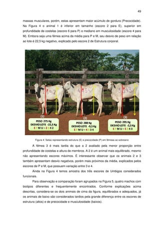49


massas musculares, porém, estas apresentam maior acúmulo de gordura (Precocidade).
Na Figura 4 o animal 1 é inferior em tamanho (escore 2 para E), superior em
profundidade de costelas (escore 6 para P) e mediano em musculosidade (escore 4 para
M). Embora seja uma fêmea acima da média para P e M, seu desvio de peso em relação
ao lote é 22,5 kg negativo, explicado pelo escore 2 de Estrutura corporal.




         Figura 4: Setas representando estrutura (E) e precocidade (P) em fêmeas ao sobreano

       A fêmea 3 é mais tardia do que a 2 avaliado pela menor proporção entre
profundidade de costelas e altura de membros. A 2 é um animal mais equilibrado, mesmo
não apresentando escores máximos. É interessante observar que os animais 2 e 3
também apresentam desvio negativos, porém mais próximos da média, explicados pelos
escores de P e M, que possuem variação entre 3 e 4.
       Ainda na Figura 4 temos amostra dos três escores de Umbigos considerados
funcionais.
       Para observação e comparação foram agrupados na Figura 5, quatro machos com
biotipos diferentes e frequentemente encontrados. Conforme explicações acima
descritas, considera-se os dois animais de cima da figura, equilibrados e adequados, já
os animais de baixo são considerados tardios pela grande diferença entre os escores de
estrutura (altos) e de precocidade e musculosidade (baixos).
 