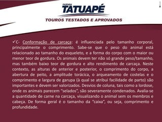 C- Conformação de carcaça: é influenciada pelo tamanho corporal,
principalmente o comprimento. Sabe-se que o peso do animal está
relacionado ao tamanho do esqueleto, e a forma do corpo com o maior ou
menor teor de gordura. Os animais devem ter não só grande peso/tamanho,
mas também baixo teor de gordura e alto rendimento de carcaça. Neste
contexto, as alturas de anterior e posterior, o comprimento do corpo, a
abertura de peito, a amplitude torácica, o arqueamento de costelas e o
comprimento e largura de garupa (à qual se atribui facilidade de parto) são
importantes e devem ser valorizados. Desvios de coluna, tais como a lordose,
onde os animais parecem “selados”, são severamente condenados. Avalia-se
a quantidade de carne na carcaça, visualizando o animal sem os membros e
cabeça. De forma geral é o tamanho da “caixa”, ou seja, comprimento e
profundidade.
 