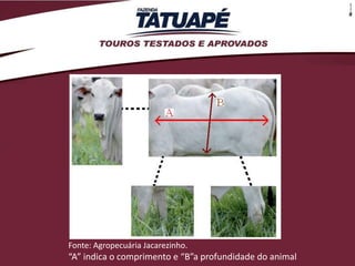 Fonte: Agropecuária Jacarezinho.
“A” indica o comprimento e “B”a profundidade do animal
 