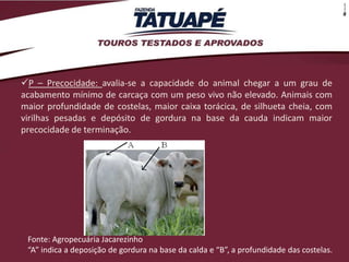 P – Precocidade: avalia-se a capacidade do animal chegar a um grau de
acabamento mínimo de carcaça com um peso vivo não elevado. Animais com
maior profundidade de costelas, maior caixa torácica, de silhueta cheia, com
virilhas pesadas e depósito de gordura na base da cauda indicam maior
precocidade de terminação.




 Fonte: Agropecuária Jacarezinho
 “A” indica a deposição de gordura na base da calda e “B”, a profundidade das costelas.
 