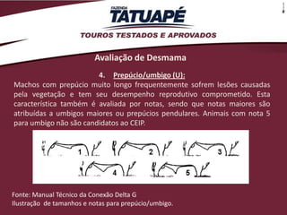 Avaliação de Desmama
                        4. Prepúcio/umbigo (U):
Machos com prepúcio muito longo frequentemente sofrem lesões causadas
pela vegetação e tem seu desempenho reprodutivo comprometido. Esta
característica também é avaliada por notas, sendo que notas maiores são
atribuídas a umbigos maiores ou prepúcios pendulares. Animais com nota 5
para umbigo não são candidatos ao CEIP.




Fonte: Manual Técnico da Conexão Delta G
Ilustração de tamanhos e notas para prepúcio/umbigo.
 