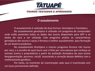 O acasalamento

         O acasalamento é realizado de duas formas: Genotípico e Fenotípico.
         No acasalamento genotípico é utilizado um programa de computador
onde estão presentes todos os dados dos touros disponíveis para IATF e os
dados da vaca a ser utilizada. Este programa analisa as características
genotípicas dos touros e vacas e fornece o melhor acasalamento para formação
de um bezerro produtivo.
         No acasalamento fenotípico o mesmo programa fornece três touros
por vaca, e a escolha de qual touro usar é feita por uma pessoa que conheça os
animais (como o proprietário) a partir da avaliação fenotípica da vaca (como
despigmentação, aprumos, racial) associando a correção desses defeitos com o
melhoramento genético.
         Por tanto, no momento da inseminação cada vaca é inseminada com
um touro previamente definido.
 