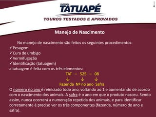 Manejo de Nascimento
     No manejo de nascimento são feitos os seguintes procedimentos:
Pesagem
Cura de umbigo
Vermifugação
Identificação (tatuagem)
a tatuagem é feita com os três elementos:
                                TAT – 525 – 08
                                ↓      ↓       ↓
                            Fazenda Nº no ano Safra
O número no ano é reiniciado todo ano, voltando ao 1 e aumentando de acordo
com o nascimento dos animais. A safra é o ano em que o produto nasceu. Sendo
assim, nunca ocorrerá a numeração repetida dos animais, e para identificar
corretamente é preciso ver os três componentes (fazenda, número do ano e
safra).
 