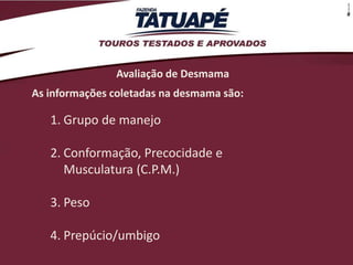 Avaliação de Desmama
As informações coletadas na desmama são:

   1. Grupo de manejo

   2. Conformação, Precocidade e
      Musculatura (C.P.M.)

   3. Peso

   4. Prepúcio/umbigo
 