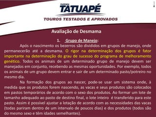 Avaliação de Desmama
                              1. Grupo de Manejo:
         Após o nascimento os bezerros são divididos em grupos de manejo, onde
permanecerão até a desmama. O rigor na determinação dos grupos é fator
importante na determinação do grau de sucesso do programa de melhoramento
genético. Todos os animais de um determinado grupo de manejo devem ser
manejados em conjunto, recebendo as mesmas oportunidades. Por exemplo, todos
os animais de um grupo devem entrar e sair de um determinado pasto/potreiro no
mesmo dia.
         Na formação dos grupos ao nascer, pode-se usar um sistema onde, à
medida que os produtos forem nascendo, as vacas e seus produtos são colocados
em pastos temporários de acordo com o sexo dos produtos. Ao formar um lote de
tamanho adequado ao pasto de destino final, o lote inteiro é transferido para este
pasto. Assim é possível ajustar a lotação de acordo com as necessidades das vacas
(todas pariram dentro de um intervalo de poucos dias) e dos produtos (todos são
do mesmo sexo e têm idades semelhantes).
 