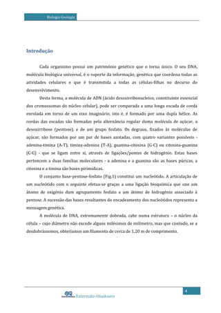 Biologia-Geologia

Introdução
Cada organismo possui um património genético que o torna único. O seu DNA,
molécula biológica universal, é o suporte da informação, genética que coordena todas as
atividades celulares e que é transmitida a todas as células-filhas no decurso do
desenvolvimento.
Desta forma, a molécula de ADN (ácido desoxirribonucleico, constituinte essencial
dos cromossomas do núcleo celular), pode ser comparada a uma longa escada de corda
enrolada em torno de um eixo imaginário, isto é, é formado por uma dupla hélice. As
cordas das escadas são formadas pela alternância regular duma molécula de açúcar, a
desoxirribose (pentose), e de um grupo fosfato. Os degraus, fixados às moléculas de
açúcar, são formados por um par de bases azotadas, com quatro variantes possíveis adenina-timina (A-T), timina-adenina (T-A), guanina-citosina (G-C) ou citosina-guanina
(C-G) - que se ligam entre si, através de ligações/pontes de hidrogénio. Estas bases
pertencem a duas famílias moleculares - a adenina e a guanina são as bases púricas, a
citosina e a timina são bases pirimídicas.
O conjunto base-pentose-fosfato (Fig.1) constitui um nucleótido. A articulação de
um nucleótido com o seguinte efetua-se graças a uma ligação bioquímica que une um
átomo de oxigénio dum agrupamento fosfato a um átomo de hidrogénio associado à
pentose. A sucessão das bases resultantes do encadeamento dos nucleótidos representa a
mensagem genética.
A molécula de DNA, extremamente dobrada, cabe numa estrutura – o núcleo da
célula – cujo diâmetro não excede alguns milésimos de milímetro, mas que contudo, se a
desdobrássemos, obteríamos um filamento de cerca de 1,20 m de comprimento.

4

Externato ribadouro

 