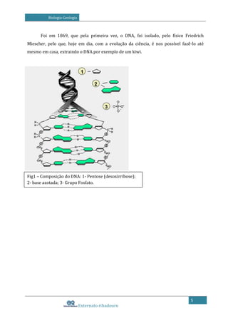 Biologia-Geologia

Foi em 1869, que pela primeira vez, o DNA, foi isolado, pelo físico Friedrich
Miescher, pelo que, hoje em dia, com a evolução da ciência, é nos possível fazê-lo até
mesmo em casa, extraindo o DNA por exemplo de um kiwi.

Fig1 – Composição do DNA: 1- Pentose (desoxirribose);
2- base azotada; 3- Grupo Fosfato.

5

Externato ribadouro

 