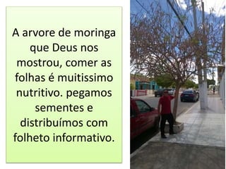 A arvore de moringa
que Deus nos
mostrou, comer as
folhas é muitissimo
nutritivo. pegamos
sementes e
distribuímos com
folheto informativo.
 