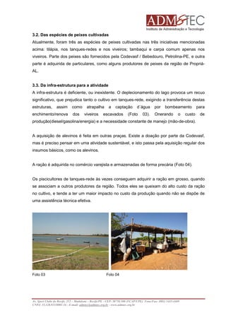 3.2. Das espécies de peixes cultivadas
Atualmente, foram três as espécies de peixes cultivadas nas três iniciativas mencionadas
acima: tilápia, nos tanques-redes e nos viveiros; tambaqui e carpa comum apenas nos
viveiros. Parte dos peixes são fornecidos pela Codevasf / Bebedouro, Petrolina-PE, e outra
parte é adquirida de particulares, como alguns produtores de peixes da região de PropriáAL.

3.3. Da infra-estrutura para a atividade
A infra-estrutura é deficiente, ou inexistente. O deplecionamento do lago provoca um recuo
significativo, que prejudica tanto o cultivo em tanques-rede, exigindo a transferência destas
estruturas,

assim

enchimento/renova

como
dos

atrapalha
viveiros

a

captação

escavados

d´água

(Foto

03).

por

bombeamento

Onerando

o

custo

para
de

produção(diesel/gasolina/energia) e a necessidade constante de manejo (mão-de-obra).

A aquisição de alevinos é feita em outras praças. Existe a doação por parte da Codevasf,
mas é preciso pensar em uma atividade sustentável, e isto passa pela aquisição regular dos
insumos básicos, como os alevinos.

A ração é adquirida no comércio varejista e armazenadas de forma precária (Foto 04).

Os piscicultores de tanques-rede às vezes conseguem adquirir a ração em grosso, quando
se associam a outros produtores da região. Todos eles se queixam do alto custo da ração
no cultivo, e tende a ter um maior impacto no custo da produção quando não se dispõe de
uma assistência técnica efetiva.

Foto 03

Foto 04

Av. Sport Clube do Recife, 252 – Madalena – Recife/PE - CEP: 50750.500 (FCAP/UPE) Fone/Fax: (081) 3445-4469
CNPJ: 35.328.913/0001-16 - E-mail: admtec@admtec.org.br - www.admtec.org.br

 