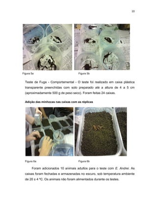 10
Figura 5a Figura 5b
Teste de Fuga - Comportamental - O teste foi realizado em caixa plástica
transparente preenchidas com solo preparado até a altura de 4 a 5 cm
(aproximadamente 500 g de peso seco). Foram feitas 24 caixas.
Adição das minhocas nas caixas com as réplicas
Figura 6a Figura 6b
Foram adicionados 10 animais adultos para o teste com E. Andrei. As
caixas foram fechadas e armazenadas no escuro, sob temperatura ambiente
de 20 ± 4 ºC. Os animais não foram alimentados durante os testes.
 