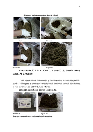 7
Imagens da Preparação do Solo artificial
Figura 1a Figura 1b
Figura 1c Figura 1d
4.2 SEPARAÇÃO E CONTAGEM DAS MINHOCAS (Eusenia andrei)
ADULTAS E JUVENIS
Foram selecionadas as minhocas (Eusenia Andrei) adultas das juvenis.
Após a contagem e separação colocou-se as minhocas adultas nas caixas
novas e manteve-as a 25Cº durante 14 dias.
Caixa com as minhocas a serem selecionadas
Figura 2a Figura 2b
Imagens da seleção das minhocas juvenis e adultas
 