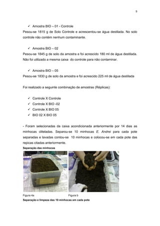9
 Amostra BIO – 01 - Controle
Pesou-se 1815 g de Solo Controle e acrescentou-se água destilada. No solo
controle não contém nenhum contaminante.
 Amostra BIO – 02
Pesou-se 1845 g de solo da amostra e foi acrescido 180 ml de água destilada.
Não foi utilizado a mesma caixa do controle para não contaminar.
 Amostra BIO – 05
Pesou-se 1830 g de solo da amostra e foi acrescido 225 ml de água destilada
Foi realizado a seguinte combinação de amostras (Réplicas):
 Controle X Controle
 Controle X BIO -02
 Controle X BIO 05
 BIO 02 X BIO 05
- Foram selecionadas da caixa acondicionada anteriormente por 14 dias as
minhocas cliteladas. Separou-se 10 minhocas E. Andrei para cada pote
separadas e lavadas contou-se 10 minhocas e colocou-se em cada pote das
repicas citadas anteriormente.
Separação das minhocas
Figura 4a Figura b
Separação e limpeza das 10 minhocas em cada pote
 
