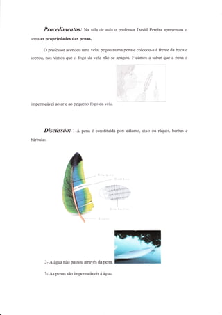 de aula o professor David Pereira apresentou o




soprou,




impermeáveï ao aÍ e ao pequeno fogo da veia.




          Discussfro: t-d, pena é constituída por: cálamo, eixo ou úquis, barbas e
bfubulas.




          2- Â água não passou através da pena.

          3- As penas são impermeáveis â agua.
 