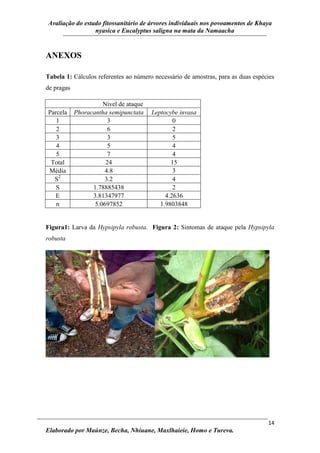 Avaliação do estado fitossanitário de árvores individuais nos povoamentos de Khaya
nyasica e Eucalyptus saligna na mata da Namaacha
14
Elaborado por Maúnze, Becha, Nhiuane, Maxlhaieie, Homo e Tureva.
ANEXOS
Tabela 1: Cálculos referentes ao número necessário de amostras, para as duas espécies
de pragas
Nivel de ataque
Parcela Phoracantha semipunctata Leptocybe invasa
1 3 0
2 6 2
3 3 5
4 5 4
5 7 4
Total 24 15
Média 4.8 3
S2
3.2 4
S 1.78885438 2
E 3.81347977 4.2636
n 5.0697852 1.9803848
Figura1: Larva da Hypsipyla robusta. Figura 2: Sintomas de ataque pela Hypsipyla
robusta
 