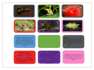 O	cogumelo	é	bioluminescente,	ou	seja,	
produz	uma	luz	brilhante,	como	os	
vagalumes	e	algumas	águas-vivas.	Este	
fenômeno	é	também	conhecido	como	
“fosforescência”	e	é	observado	em	alguns	
outros	fungos,	como	os	cogumelos	‘jack
o’lantern’.
Cricetidae é	uma	família	
de roedores pertencente	à	
Superfamília Muroidea.	Ela	inclui	
os hamsters, lêmingues, ratos ecamundon
gos do Novo	Mundo,	entre	outros.	
Contendo	5	subfamílias,	112	gêneros	e	
cerca	de	580	espécies,	ela	é	a	segunda	
maior	família	de mamíferos.
Nymphaea mexicana é talvez melhor
conhecido como uma erva daninha nociva
em zonas húmidas do lado de fora da sua
área de distribuição natural, como a
Califórnia.
Cascudo é	a	designação	comum	
aos peixes siluriformes da	família Loricariidae,	
também	conhecidos	como acari, acari-
bodó, bodó, cari, boi-de-guaráe uacari[1].	Os	
loricariídeos são	peixes	exclusivamente	de	água	
doce,	que	habitam	os	rios	e	lagos	da América	
Central e do	Sul.	O	nome	dessa	família	de	peixes	
vem	da	palavra	``Lorica``	que	se	refere	a	um	
tipo	antigo	de	armadura	em	referência	ao	tipo	
de	escamas	desses	peixes	que	formam	uma	
carapaça	flexível.
Apidae é	uma família de abelhas (super-
família Apoidea)	que	inclui,	entre	outras	
tribos,	o	grupo	das	abelhas	corbiculadas -
Apini (sensu Silveira	et	al.	2002),	que	inclui	
algumas	das	abelhas	mais	importantes	da	
regiãoNeotropical - as	
tribosEuglossini e Meliponini.
 