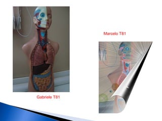 Gabriele T81
Marcelo T81
 