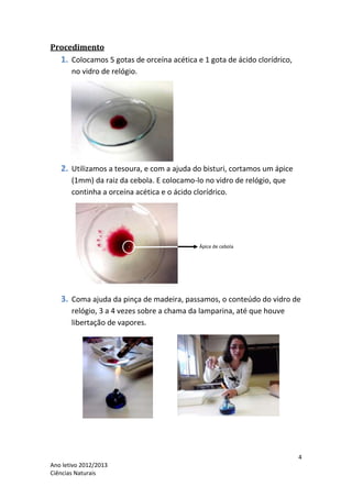 Procedimento
  1. Colocamos 5 gotas de orceína acética e 1 gota de ácido clorídrico,
     no vidro de relógio.




   2. Utilizamos a tesoura, e com a ajuda do bisturi, cortamos um ápice
       (1mm) da raiz da cebola. E colocamo-lo no vidro de relógio, que
       continha a orceína acética e o ácido clorídrico.




                                            Ápice de cebola




   3. Coma ajuda da pinça de madeira, passamos, o conteúdo do vidro de
       relógio, 3 a 4 vezes sobre a chama da lamparina, até que houve
       libertação de vapores.




                                                                          4
Ano letivo 2012/2013
Ciências Naturais
 