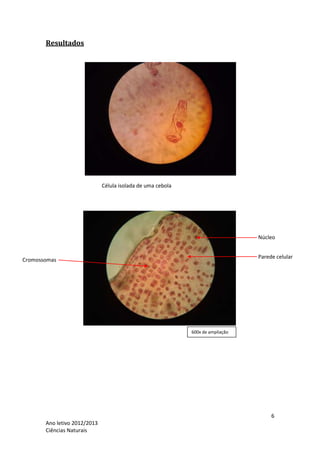 Resultados




                              Célula isolada de uma cebola




                                                                                 Núcleo


                                                                                 Parede celular
Cromossomas




                                                             600x de ampliação




                                                                                      6
       Ano letivo 2012/2013
       Ciências Naturais
 