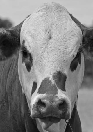 FOTO REBANHO BRAFORD
___________
Pág: 41 RELATÓRIO DE AVALIAÇÃO GENÉTICA PAMPAPLUS / EMBRAPA 2014ASSOCIAÇÃO BRASILEIRA DE HEREFORD E BRAFORD
www.abhb.com.br
 