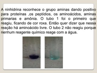 A ninhidrina reconhece o grupo aminas dando positivo
para proteínas ,os peptídios, os aminoácidos, aminas
primarias e amônia. O tubo 1 foi o primeiro que
reagiu, ficando de cor roxa. Então quer dizer que nessa
reação há aminoácido livre. O tubo 2 não reagiu porque
nenhum reagente químico reage com a água.
 