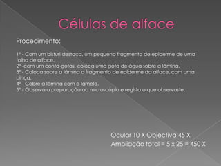 Procedimento:
1º - Com um bisturi destaca, um pequeno fragmento de epiderme de uma
folha de alface.
2º -com um conta-gotas, coloca uma gota de água sobre a lâmina.
3º - Coloca sobre a lâmina o fragmento de epiderme da alface, com uma
pinça.
4ª - Cobre a lâmina com a lamela.
5º - Observa a preparação ao microscópio e regista o que observaste.

Ocular 10 X Objectiva 45 X
Ampliação total = 5 x 25 = 450 X

 