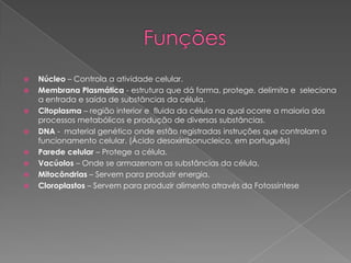 








Núcleo – Controla a atividade celular.
Membrana Plasmática - estrutura que dá forma, protege, delimita e seleciona
a entrada e saída de substâncias da célula.
Citoplasma – região interior e fluida da célula na qual ocorre a maioria dos
processos metabólicos e produção de diversas substâncias.
DNA - material genético onde estão registradas instruções que controlam o
funcionamento celular. (Ácido desoxirribonucleico, em português)
Parede celular – Protege a célula.
Vacúolos – Onde se armazenam as substâncias da célula.
Mitocôndrias – Servem para produzir energia.
Cloroplastos – Servem para produzir alimento através da Fotossíntese

 