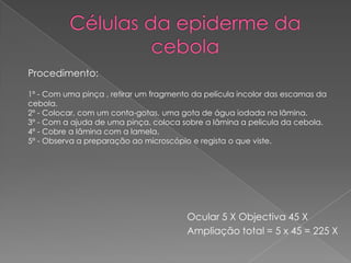 Procedimento:
1º - Com uma pinça , retirar um fragmento da película incolor das escamas da
cebola.
2º - Colocar, com um conta-gotas, uma gota de água iodada na lâmina.
3º - Com a ajuda de uma pinça, coloca sobre a lâmina a pelicula da cebola.
4º - Cobre a lâmina com a lamela.
5º - Observa a preparação ao microscópio e regista o que viste.

Ocular 5 X Objectiva 45 X
Ampliação total = 5 x 45 = 225 X

 