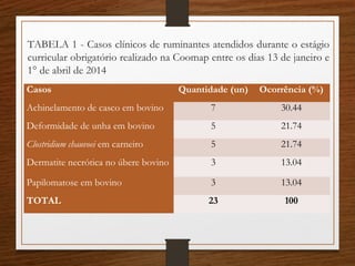 TABELA 1 - Casos clínicos de ruminantes atendidos durante o estágio
curricular obrigatório realizado na Coomap entre os dias 13 de janeiro e
1° de abril de 2014
Casos Quantidade (un) Ocorrência (%)
Achinelamento de casco em bovino 7 30.44
Deformidade de unha em bovino 5 21.74
Clostridium chauvoei em carneiro 5 21.74
Dermatite necrótica no úbere bovino 3 13.04
Papilomatose em bovino 3 13.04
TOTAL 23 100
 