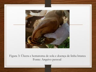 Figura 3: Úlcera e hematoma de sola e doença de linha branca
Fonte: Arquivo pessoal
 