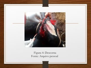 Figura 4: Descorna
Fonte: Arquivo pessoal
 